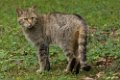 2015-07-28 Het Wildpark van het Domein van de Grotten van Han